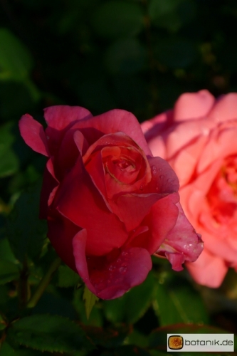 Tee Hybrid Rose Focus